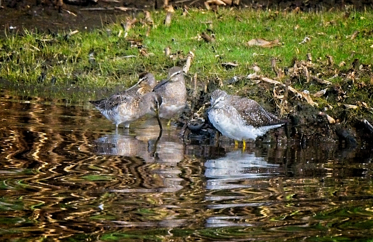 Wednesday Morning Birding Report August 26, 2020 | The Flats