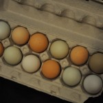 DF eggs