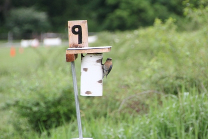 Monitoring a Bluebird Nestbox Trail – Conservation Corps Minnesota & Iowa