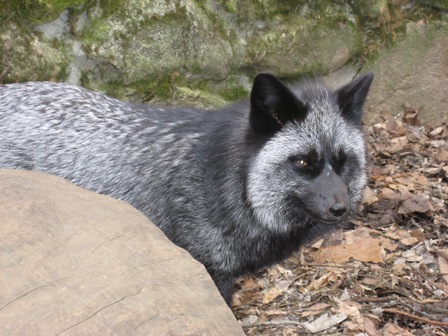 silver phase fox