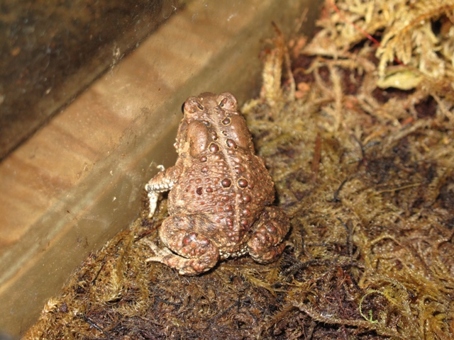 American toad web