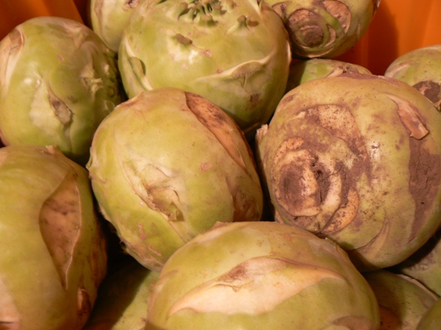 Gilfeather turnip small
