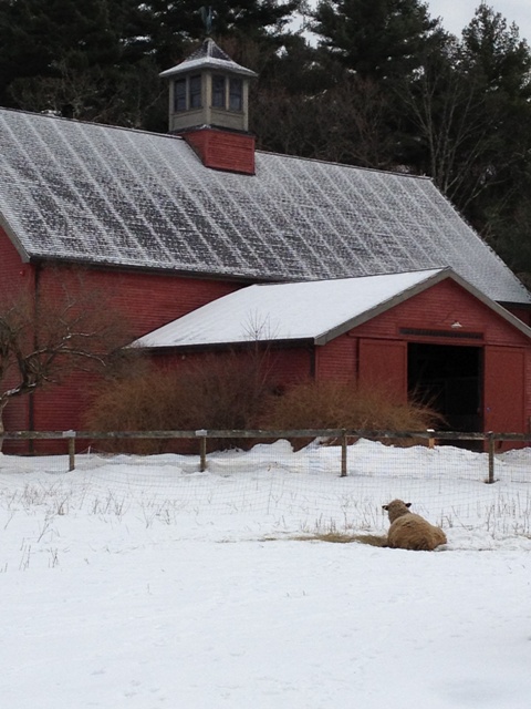 Sheep and Red Barn AD small