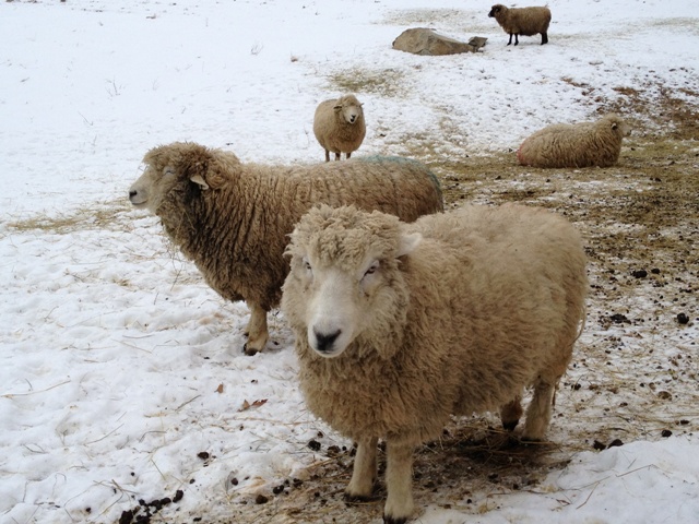 Sheep in snow AD small