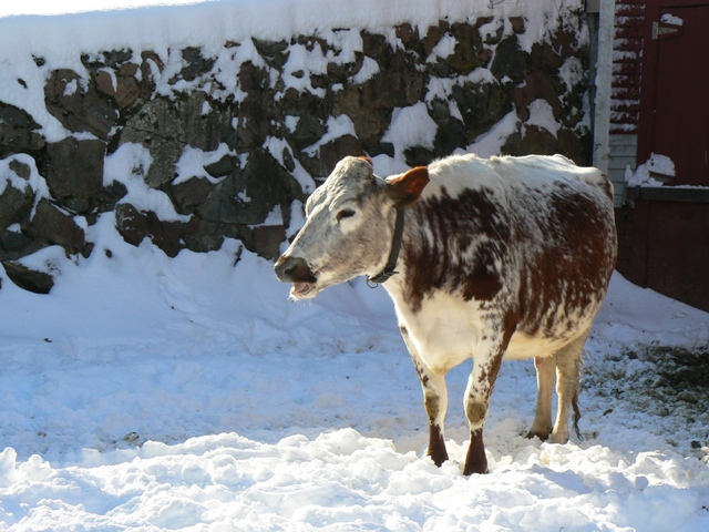 Snow cow small