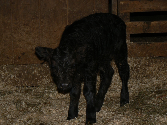 calf 1 small
