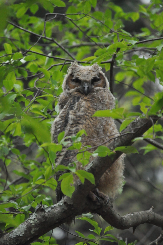 Great_Horned_Owl