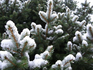 Blue-spruce-tree-snow