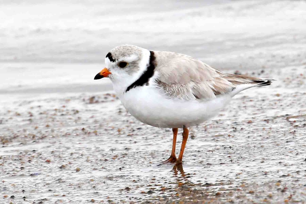 Piping Plover  by Henry Mauer