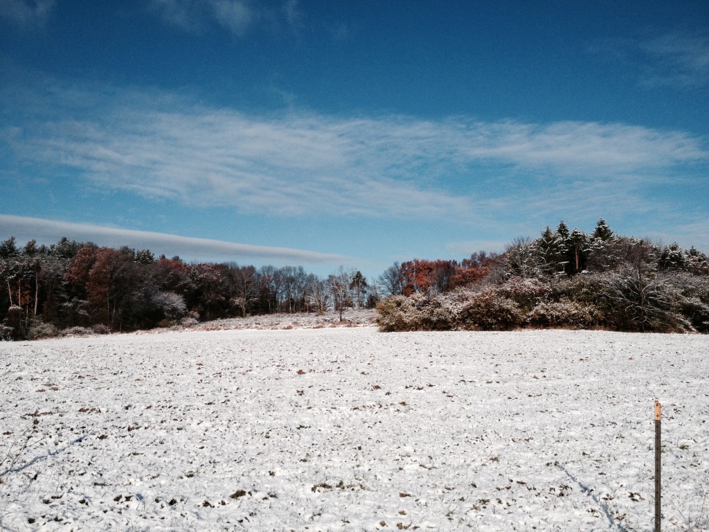 Bobolink snow AD