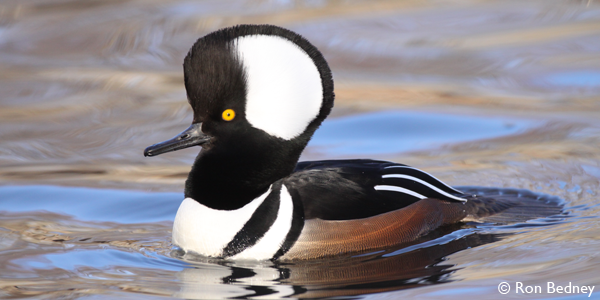 Hooded Merganser 247_FREE_Ron Bedney