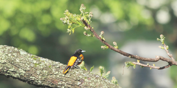 oriole