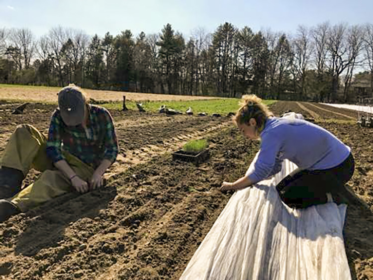 Nina and Margaret planting onions