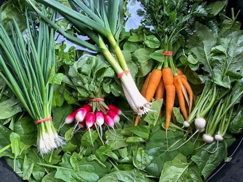 A look at this week's CSA harvest