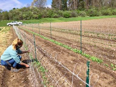 Margaret attaching netting to pea trellises