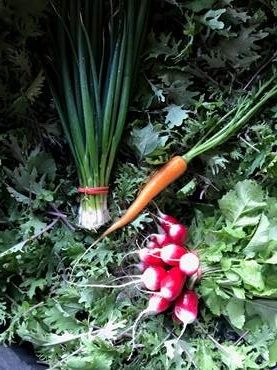 Spring CSA Preview