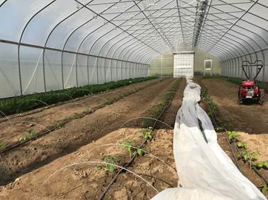 Carrots growing in the hoop house