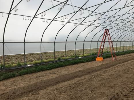 Hoophouse carrots seeded back in mid-February