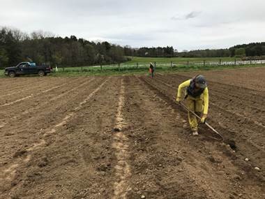 Raking-in the seed potatoes