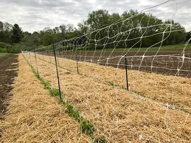 Straw for the pea plants