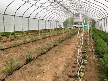 Trellis lines in the hoop house