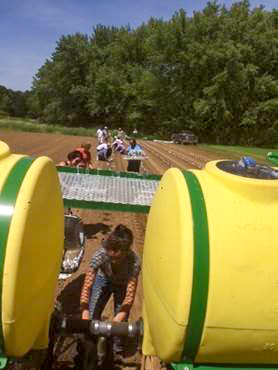 Water-wheel transplanter in action