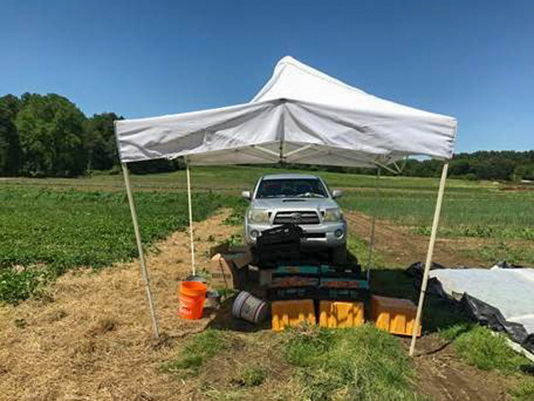 A little shade for freshly harvested produce