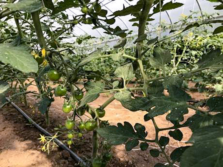 Cherry tomatoes are coming along in the hoop house