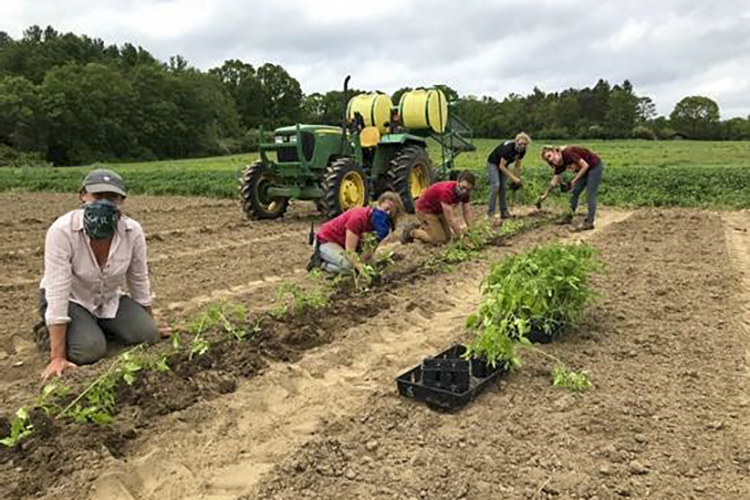 Crops Team Planting Tomatoes