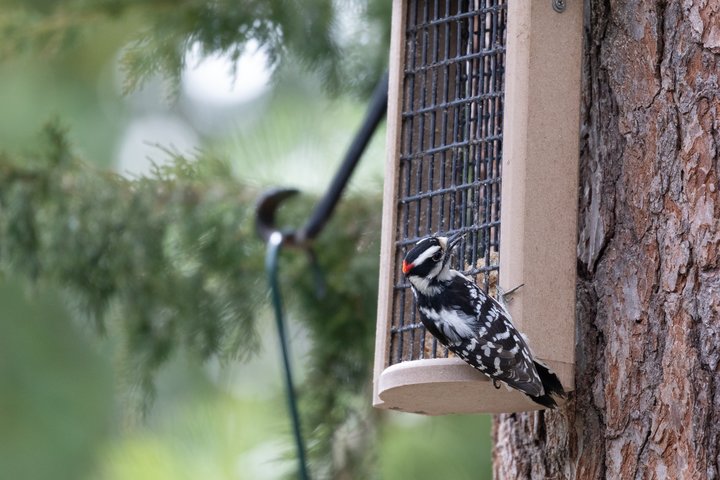 downy woodpecker