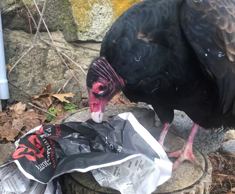 Turkey Vulture