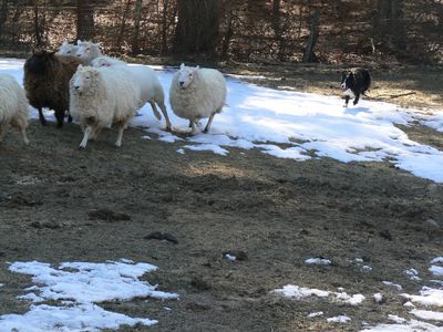 can sheep shears be used on dogs