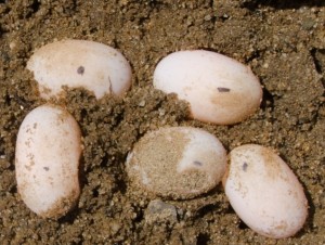 Euthanized Terrapin’s Eggs Hatch: Legacy of an Old Friend | Field Notes ...