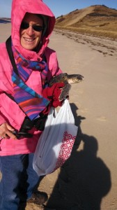 Truro volunteer Nancy Braun with her first turtle of the season south of Fisher Beach