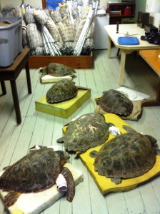 Rescued Turtles Spending the Night at WBWS