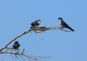 Tree Swallows at WBWS in July (photo by Richard Johnson)