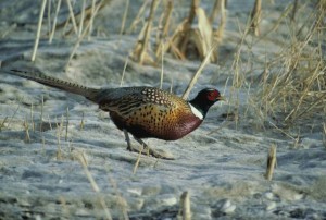 Male ring-necked pheasant(not at the sanctuary) photo from USFW