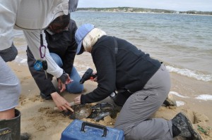 Volunteer Nancy Raabke uses drill to place a tag on a crab (photo by Ginie Russell)