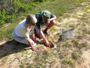 Bill and Ann Vaughn look for nest before protecting it