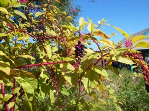 Pokeweed berries loved by birds but toxic to people and other animals