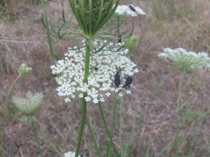 Bugs love Queen Anne's Lace