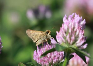 Sachem butterfly on red clover(another often-overlooked plant)