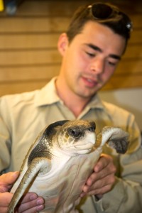 Ron Kielb holds rescued Kemp's ridley turtle (photo by Karen Strauss)