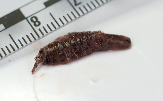 Isopod found in Kemp's ridley necropsies (photo by Karen Strauss)