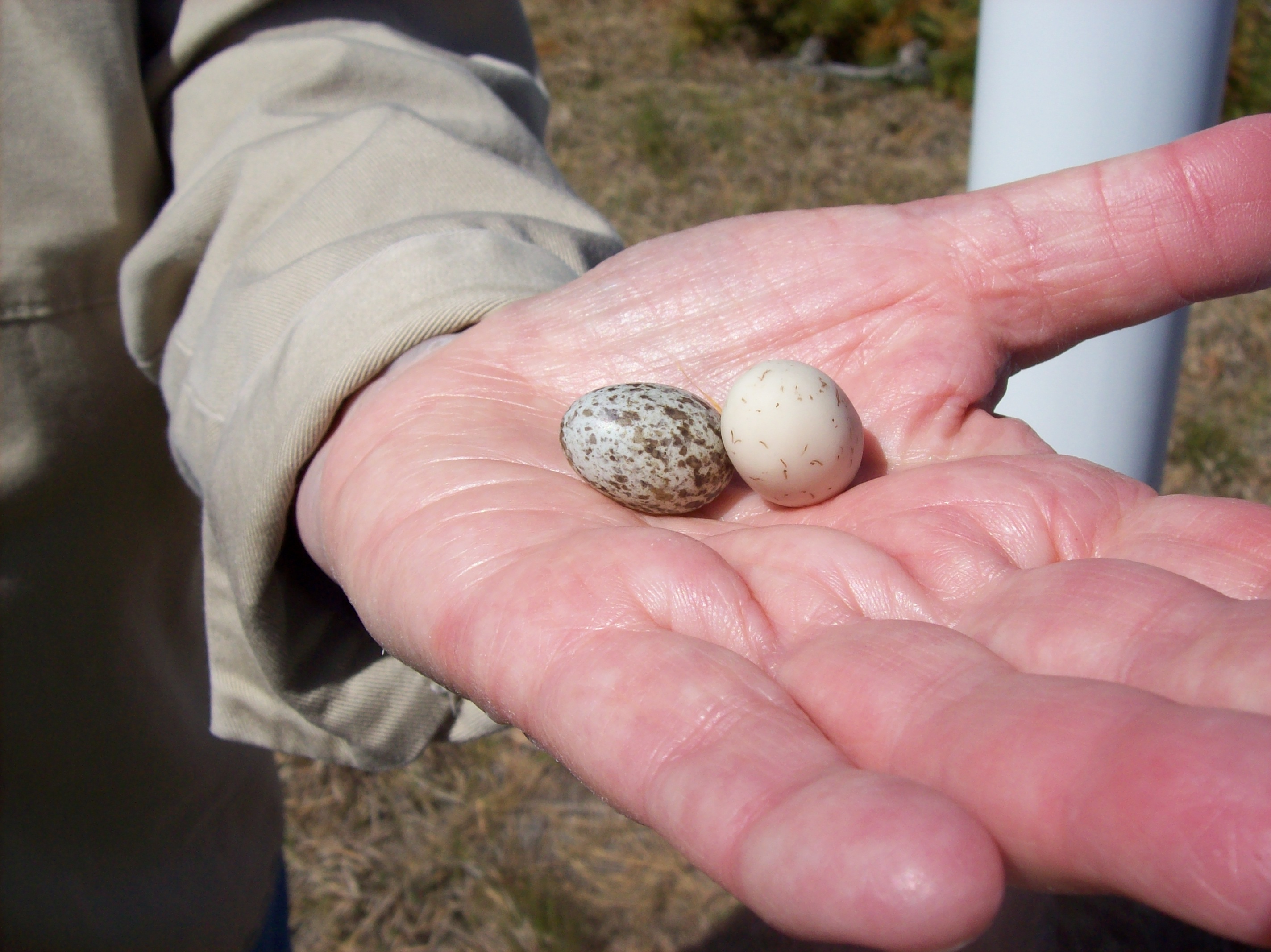 Fake house sparrow egg (right) replaces real one (left). It seems to work!