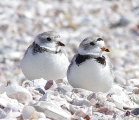A Plover pair: female at the left, male to the right (photo by Rachel Smiley)