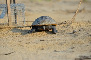 The Weekly Scute: Tales from the Terrapin Team | Field Notes from the Cape