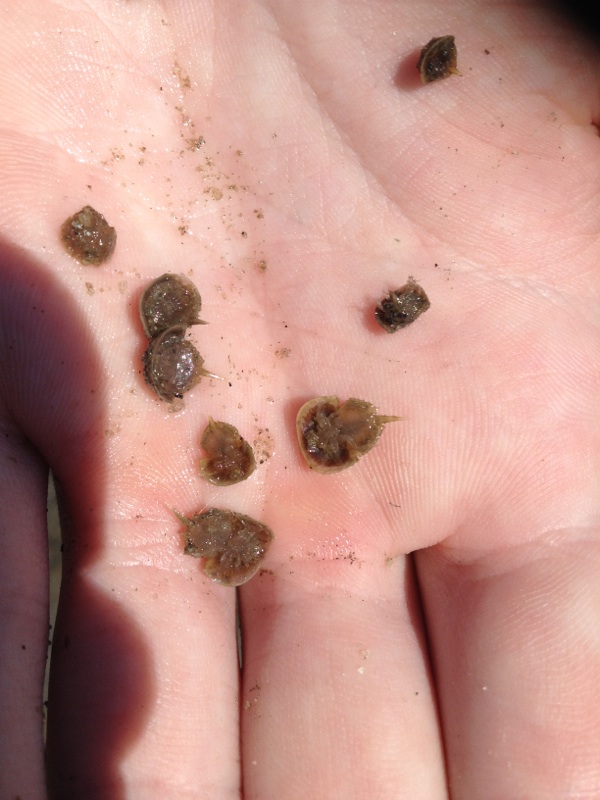 Very young horseshoe crabs at Wellfleet Bay Wildlife Sanctuary (photo courtesy of Mass. Division of Marine Fisheries).