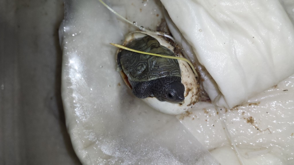 Terrapin hatchling is officially born. (photo by Leah Desrochers)