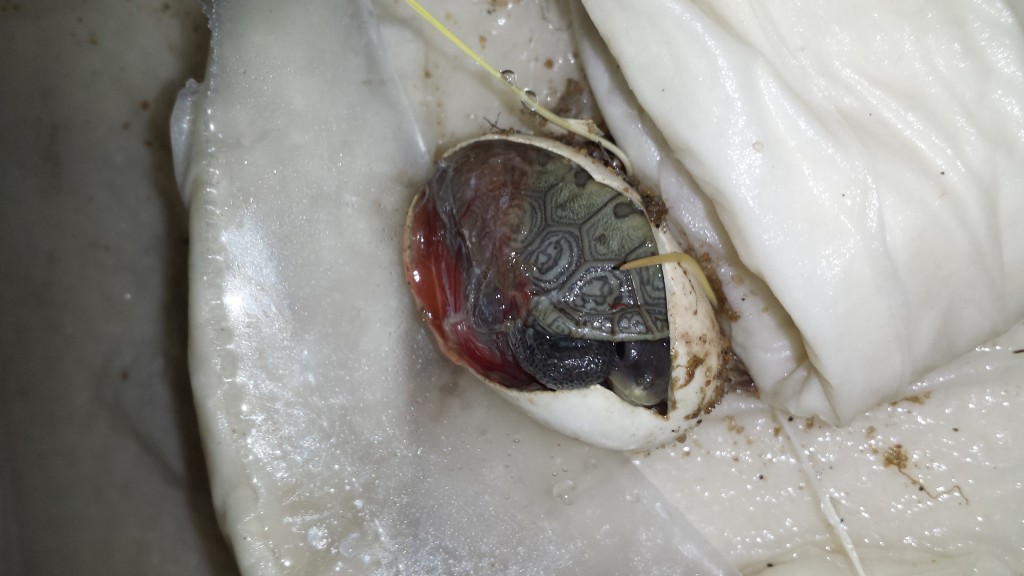 This partially eaten egg houses a live and fully developed hatchling (photo by Leah Desrochers)